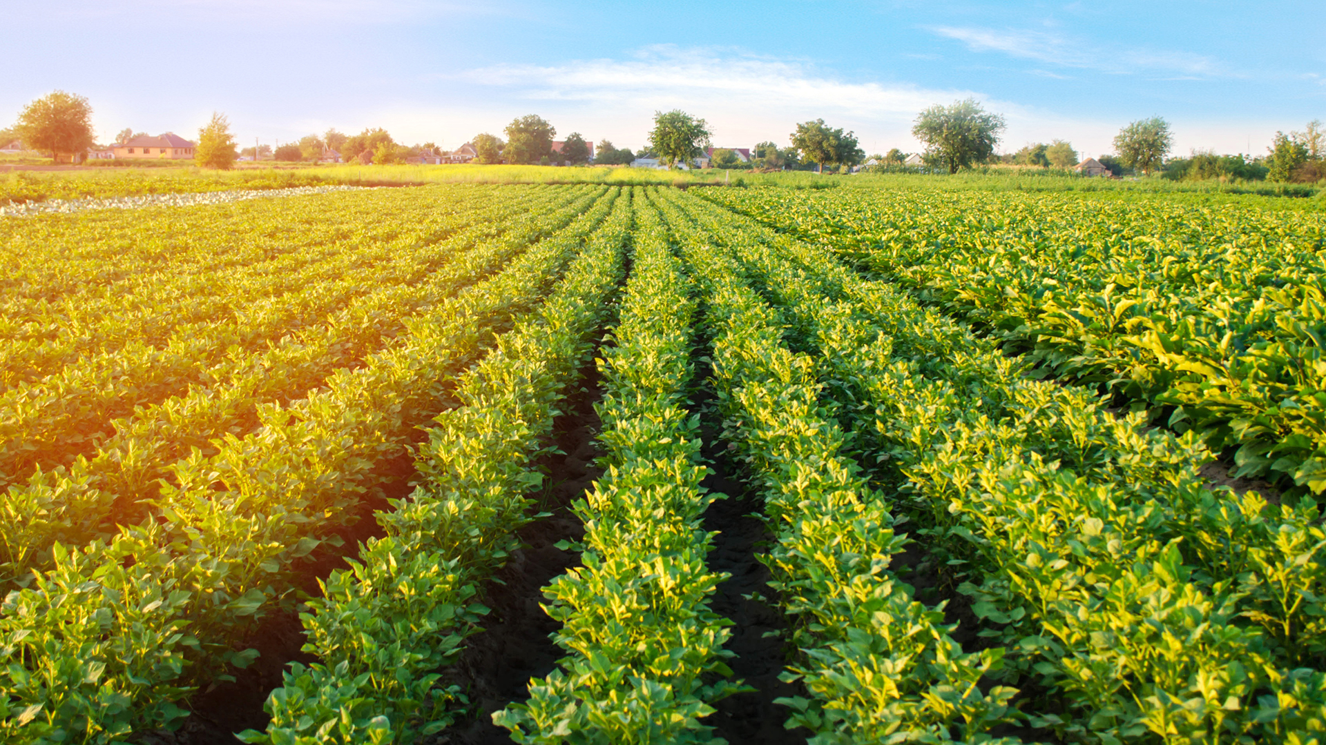 biostimulant agriculture solutions