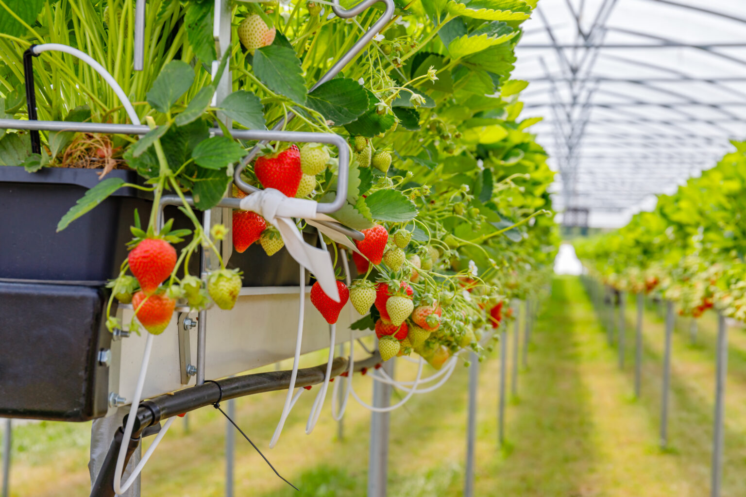 Biofilm Buster Pro Unleash Organics