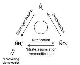 Nitrogen availability for healthy plants