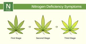 Nitrogen_Deficiency_in_plants