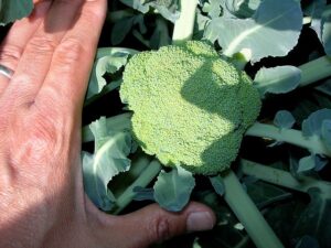 healthy broccoli needs nitrogen