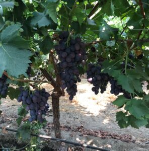 Unleash Treated Table Grapes